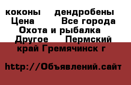 коконы    дендробены › Цена ­ 25 - Все города Охота и рыбалка » Другое   . Пермский край,Гремячинск г.
